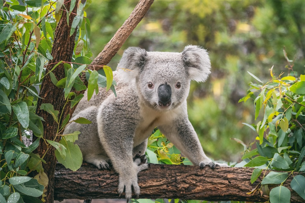 Koala Capalaba
